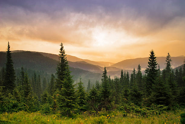 pejzaż z mgły - treetop forest tree green zdjęcia i obrazy z banku zdjęć