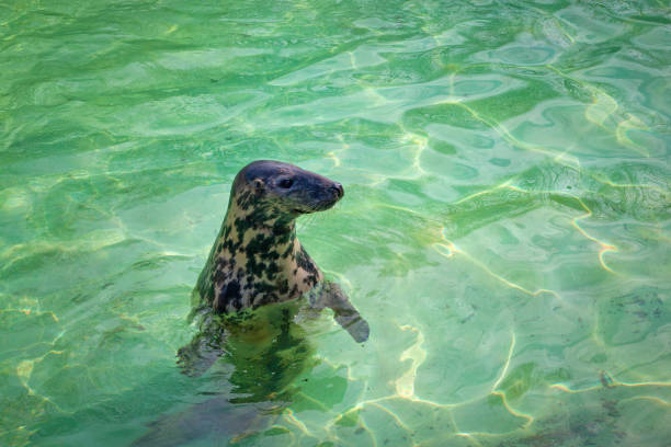 istock Baltic grey seal (Halichoerus grypus macrorhynchus) in the green water in a pool. 1191938920