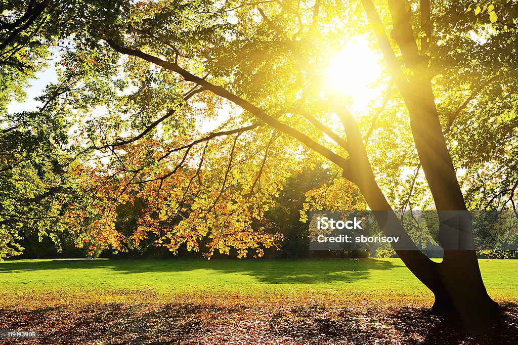 Golgen autumn  Autumn Stock Photo