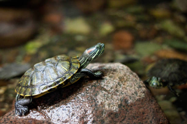 istock The pound slider turtle (Trachemys scripta) on the stone. 1191939290