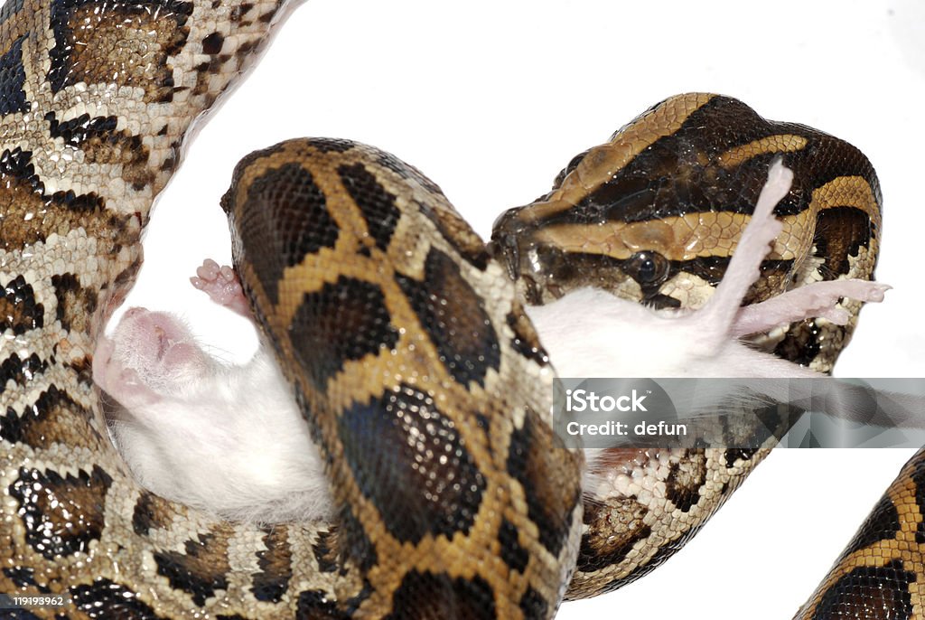 boa snake eat rat  Animal Stock Photo