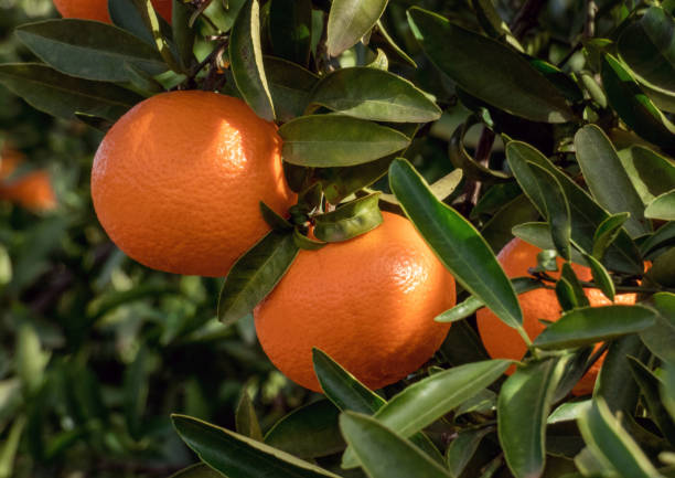 istock Fresh mandarinas on the tree branch in Spanish garden 1191941515