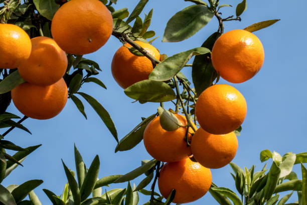 istock Fresh mandarinas on the tree branch in Spanish garden 1191941541