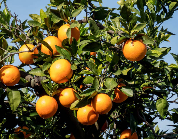 istock Fresh  oranges  on the tree branch in Spanish garden 1191941656