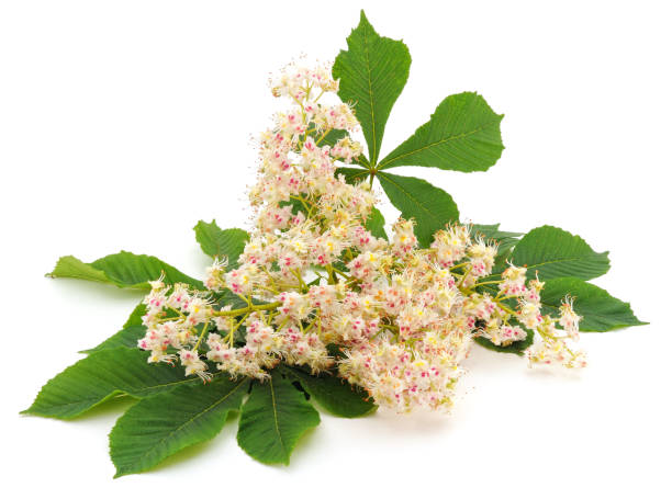 istock Chestnut flower with leaves. 1191942316