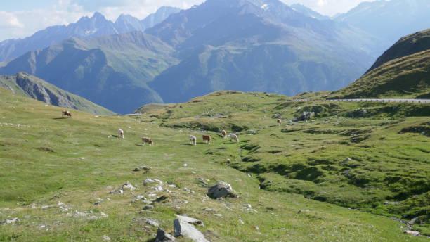 istock Cows are grazing in the Austrian landscape. 1191944625