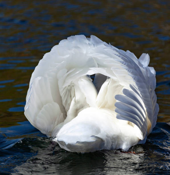 istock White swan on the water with beautifully folded plumage 1191945355