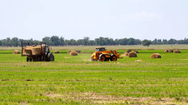 An agricultural tractor loader loads bales of hay into a tractor trailer on the field