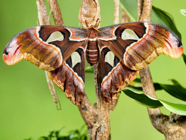 istock Newly hatched Atlas Moth 1191951959