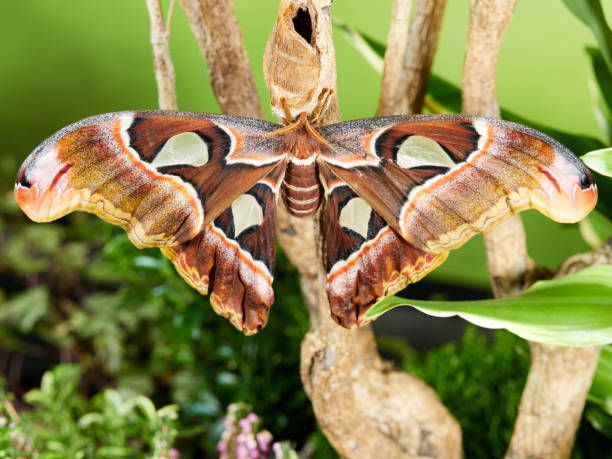 istock Newly hatched Atlas Moth 1191951968