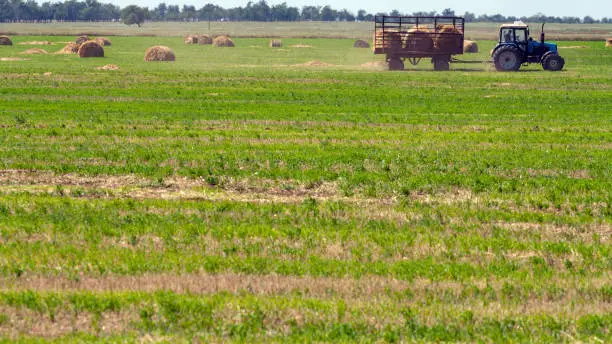 An agricultural tractor loader loads bales of hay into a tractor trailer on the field