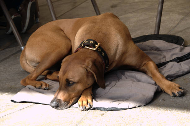 istock Rhodesian Ridgeback dog breed relaxing by restaurant table 1191952186