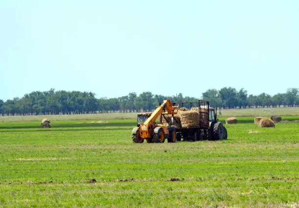 An agricultural tractor loader loads bales of hay into a tractor trailer on the field