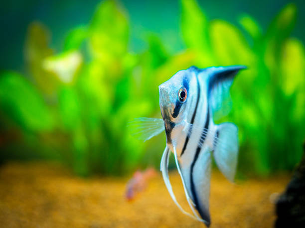 Zebra Angelfish in tank fish (Pterophyllum scalare) Zebra Angelfish in tank fish (Pterophyllum scalare) zebra cichlid stock pictures, royalty-free photos & images