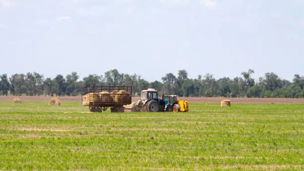 An agricultural tractor loader loads bales of hay into a tractor trailer on the field