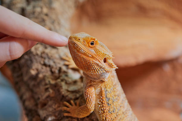 istock girl´s finger while stroking a small bearded dragon 1191953801