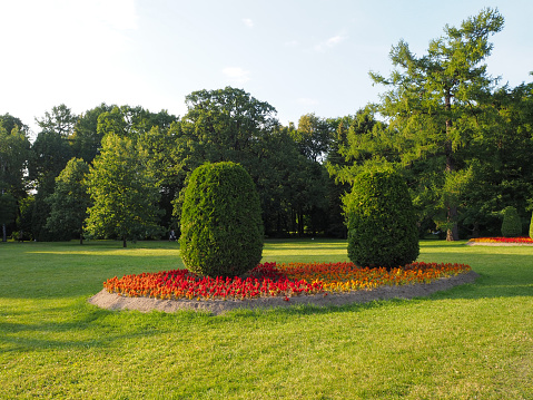 Landscape of trimmed oval shaped trees growing on a flower bed of red, orange and yellow flowers in the park with sun rays illuminating green grass. Landscape design.