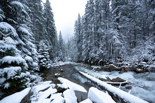 Forest, Stream, Winter, Tatra Mountains