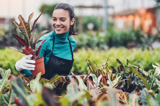 istock Gardener holding a potted houseplant 1191958814