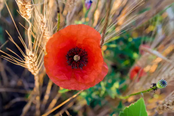 Poppy flower grown in meadow. Poppy flower in summer. Red poppy flower on field.