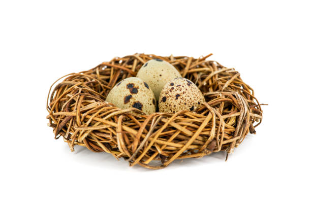 istock Quail eggs in a nest isolated over white background. Bird?s nest with tiny eggs. 1191959249
