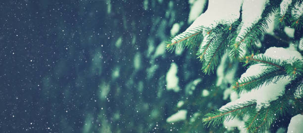 vacances d'hiver evergreen pine branches couvertes de neige et de flocons de neige tombant, fond de noel - landscape cold tree pine photos et images de collection