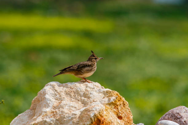 istock Galerida cristata perched on rock 1191960542