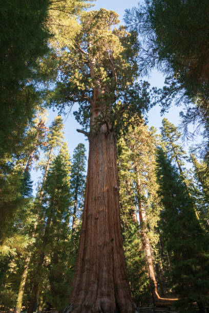 istock The General Sherman Tree at Sequoia National Park 1191961161