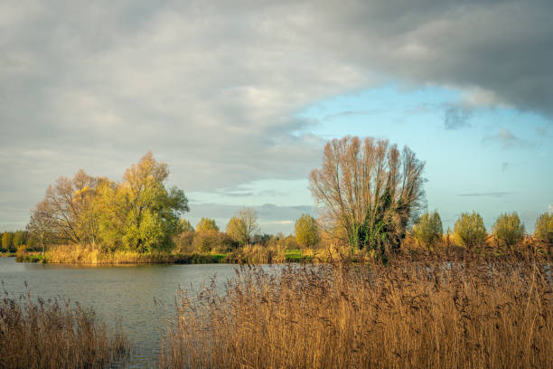 istock Reed plants and trees around the lake 1191962216