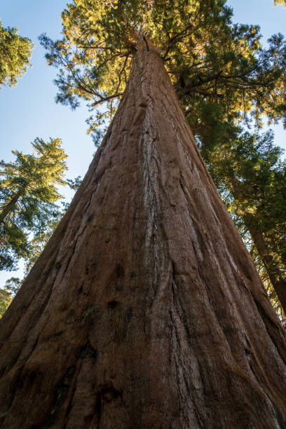 istock Gaint Sequoia at Sequoia National Park 1191962355