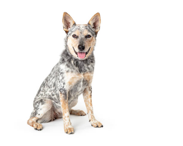 istock Happy Friendly Larhe Cattle Dog Sitting Smiling 1191962486