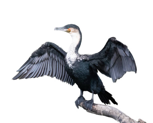 istock Great Cormorant Isolated on White 1191962493