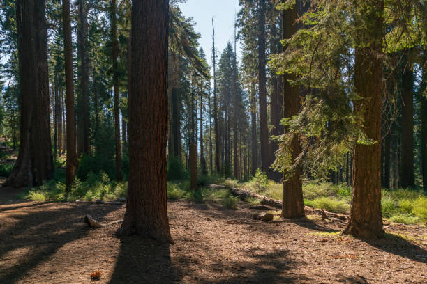 istock Forest Landscape at Sequoia National Park 1191962498