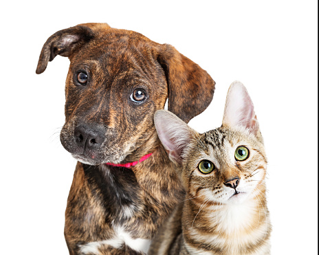 Cute young kitten and puppy together looking at camera with attentive expressions. Closeup over white