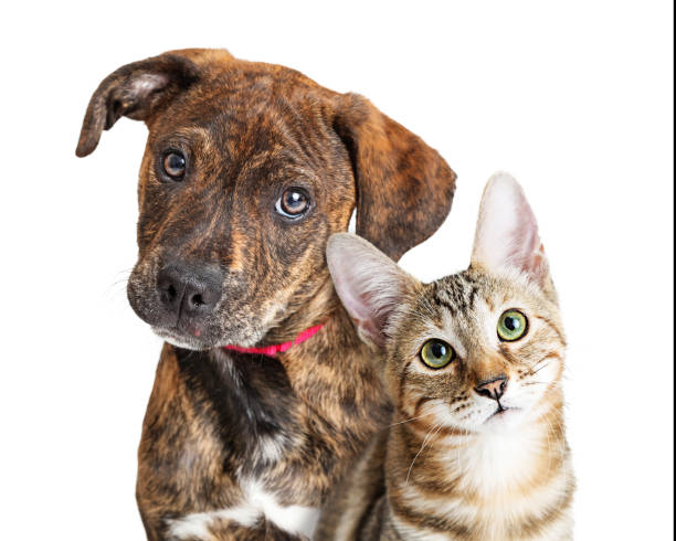 Cute Puppy and Kitten Closeup Looking at Camera Cute young kitten and puppy together looking at camera with attentive expressions. Closeup over white kitten stock pictures, royalty-free photos & images