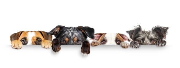Dogs Peeking Eyes and Paws Over White Web Banner Funny dogs peeking eyes above white horizontal web banner with paws hanging over peeking stock pictures, royalty-free photos & images