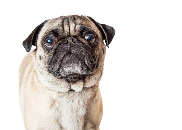 istock Close-up Pug Dog Looking Up 1191962529