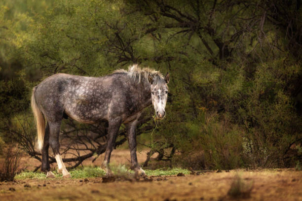 istock Beautiful Grey Wild Horse in Arizona 1191963081