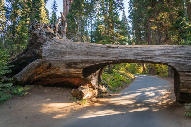 istock Car tunnel at Sequoia National Park 1191963098