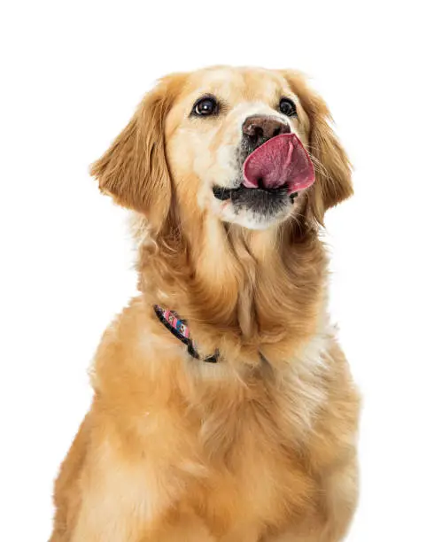Purebred large breed Golden Retriever close-up sticking tongue out looking up