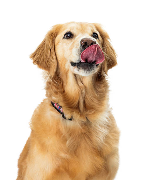 animado hungry golden retriever dog closeup - dog eating pets licking - fotografias e filmes do acervo