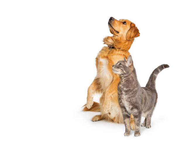 istock Excited Dog and Cat Together Looking Up and Side 1191963169