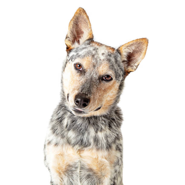 istock Close-Up Attentive Cattle Dog Tilting Head 1191963239