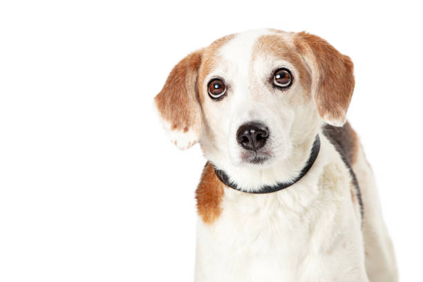 istock Closeup of Beagle mixed breeed dog 1191963324