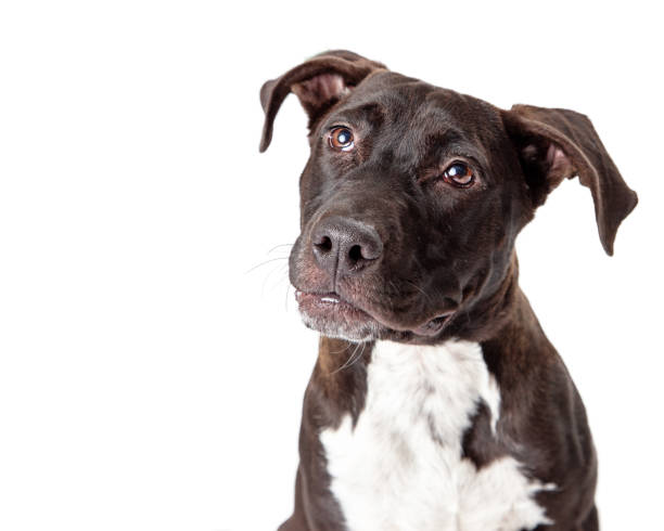 istock Close-up Friendly Pit Bull Dog Looking Up and Side 1191963384