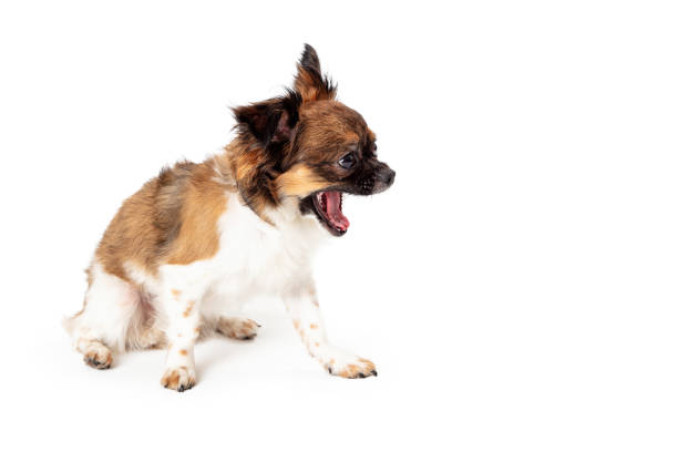 divertido perro pequeño riendo o bostezando - chihuahua dog pets yawning fotografías e imágenes de stock