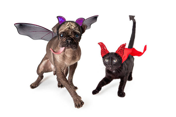 cat and dog dressed for halloween - devil dogs imagens e fotografias de stock