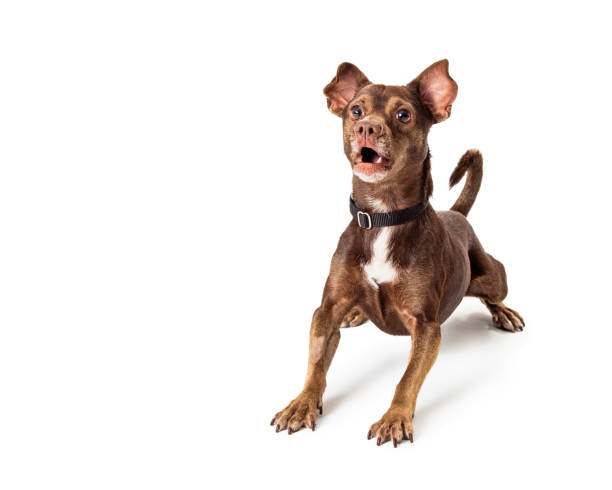 istock Small brown dog excited and barking 1191963518