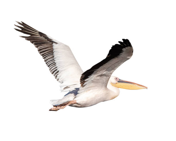 istock Pelican Bird in Flight Isolated 1191963552