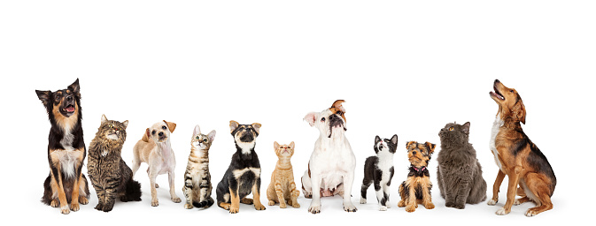 Row of cats and dogs sitting looking up into blank white web banner